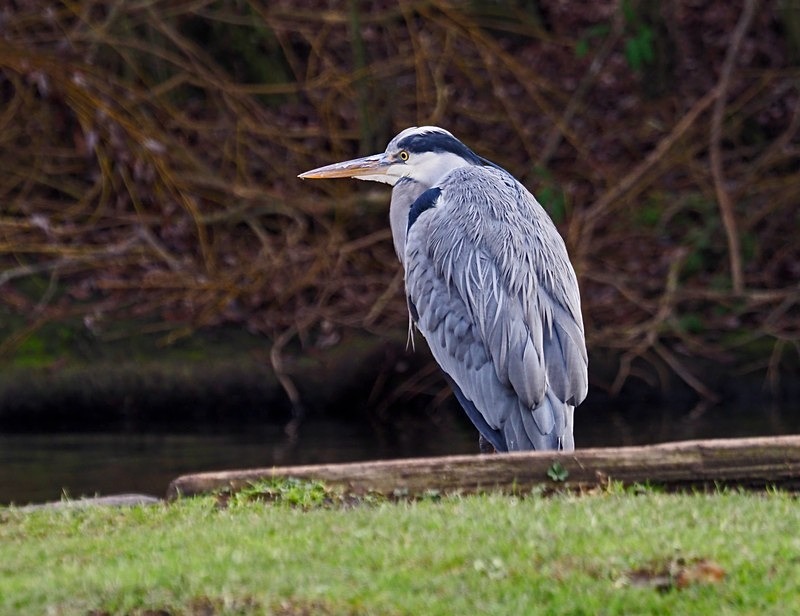 Grey Heron - Herons and egrets