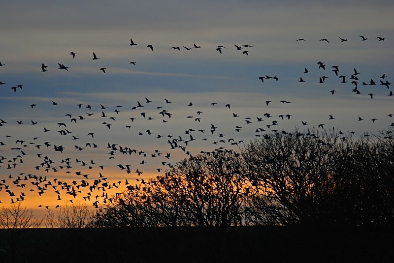Barnacle Geese - Black geese