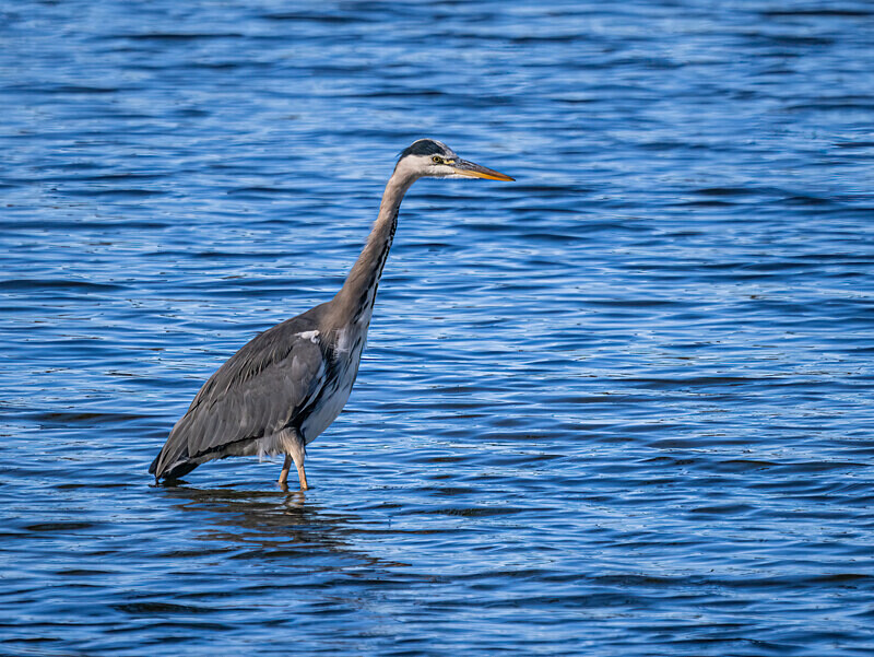 Grey Heron - Latest photos