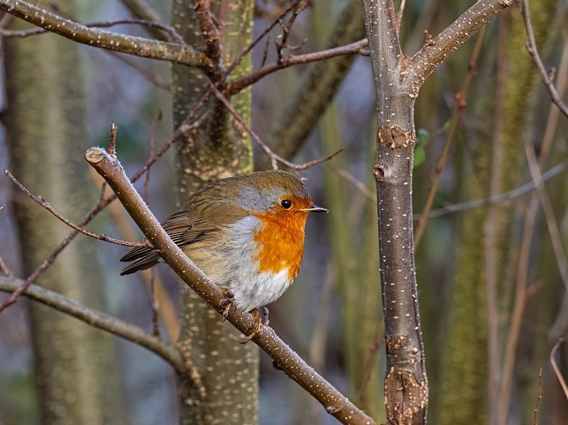 Robin - Robins