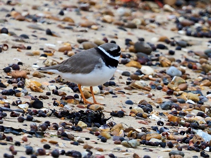 Ringed Plover - Plovers