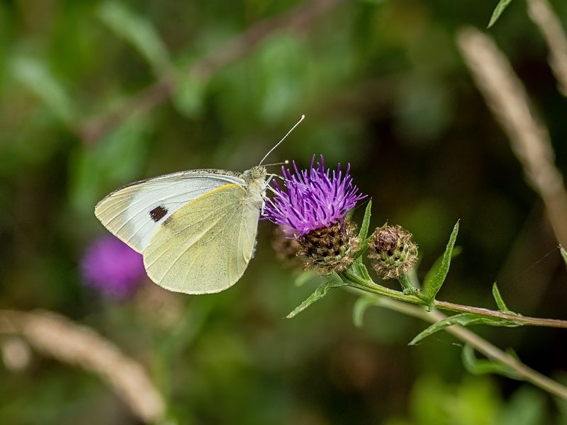 Large White - Butterflies