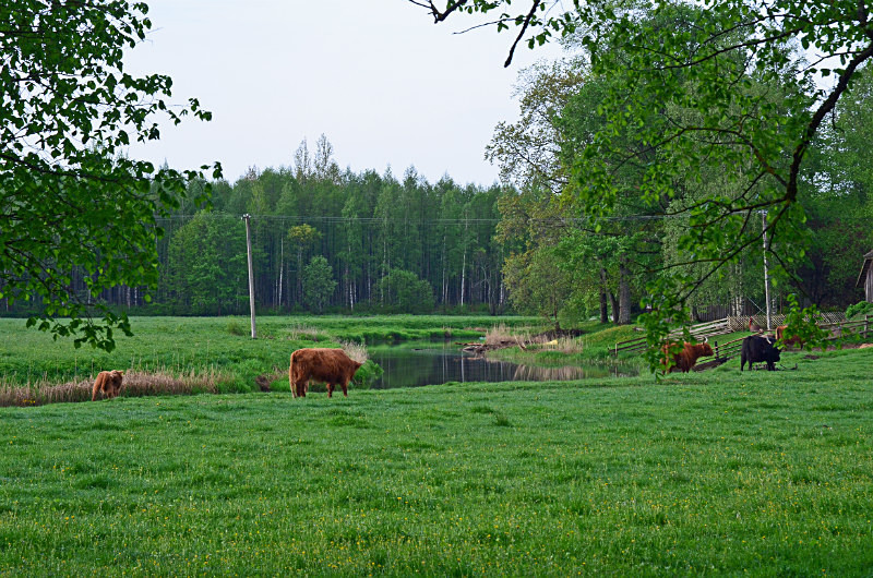 Soomaa National Park, Estonia - Estonia