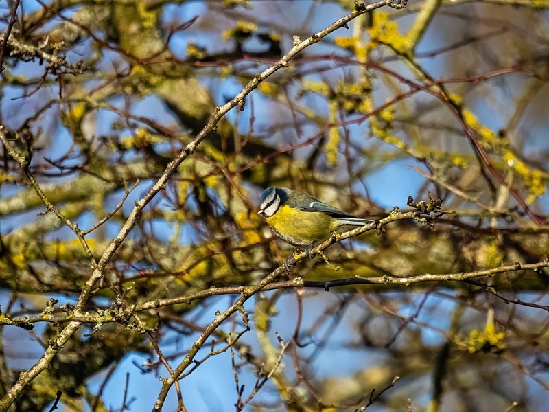 Blue Tit - Tits