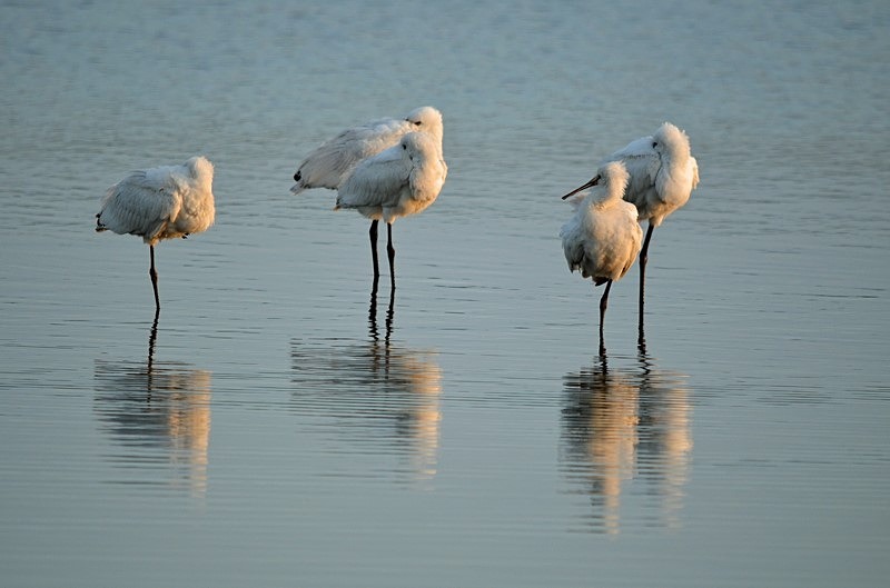 Spoonbills - Netherlands - December 2019