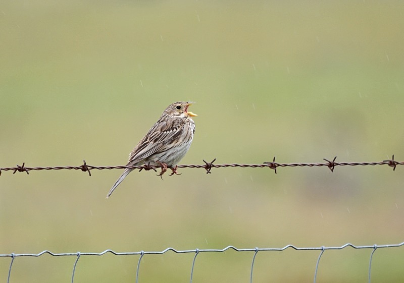 Corn Bunting - South and west Spain - April and May 2012