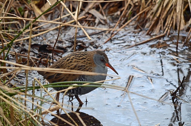 Water Rail - Crakes and rails