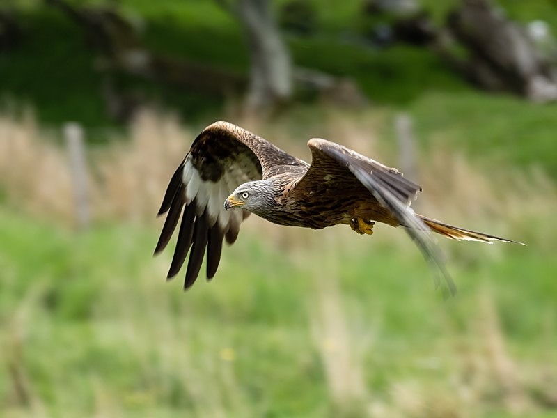 Red Kite - Birds of prey