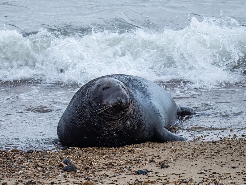 Atlantic Grey Seal - Atlantic Grey Seals