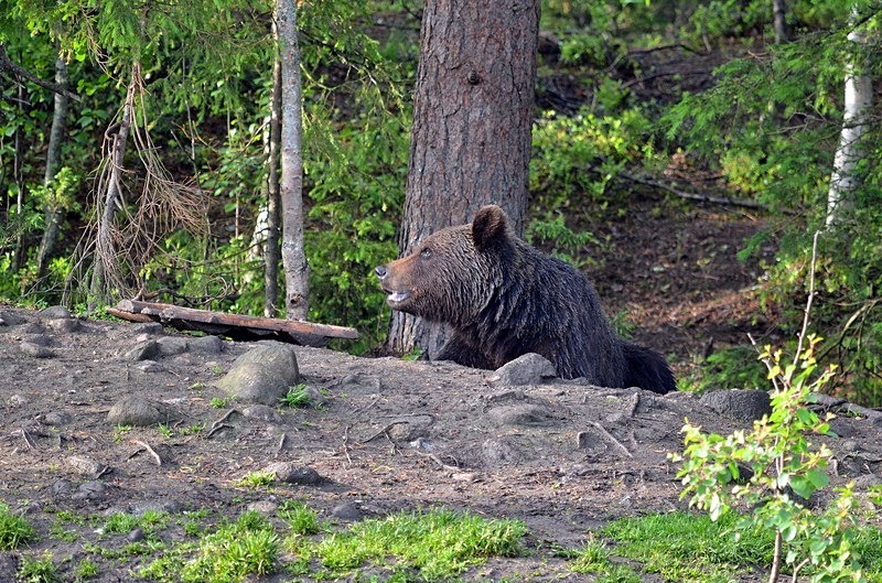Brown Bear - North Finland - part 2