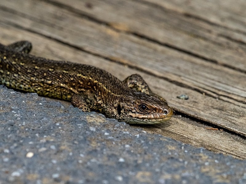 Common Lizard - Lizards