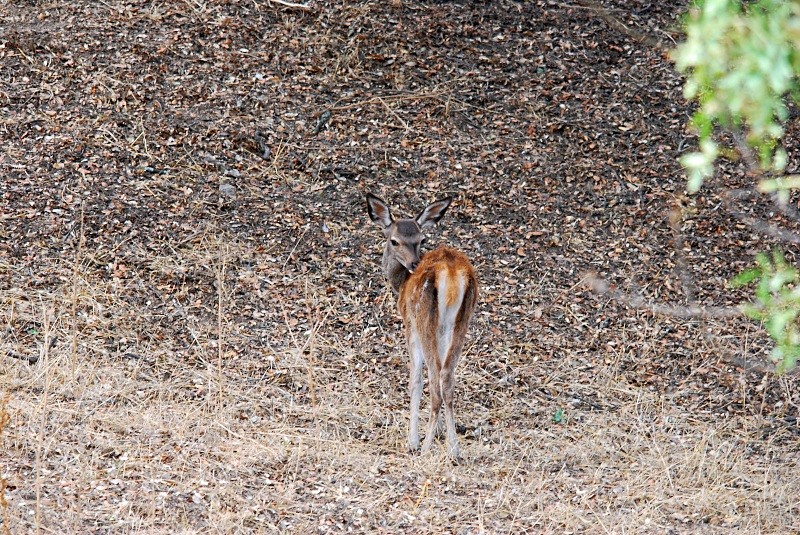 Red Deer - South and north west Spain - September 2010