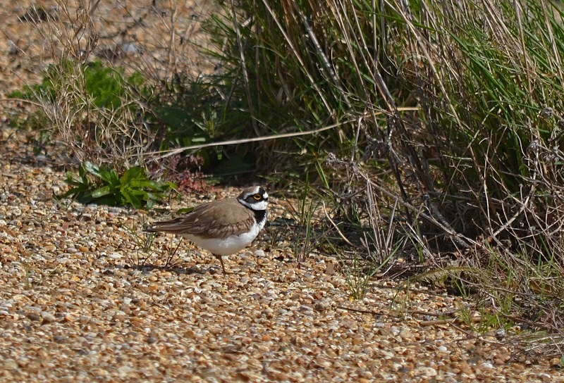 Little Ringed Plover - Plovers