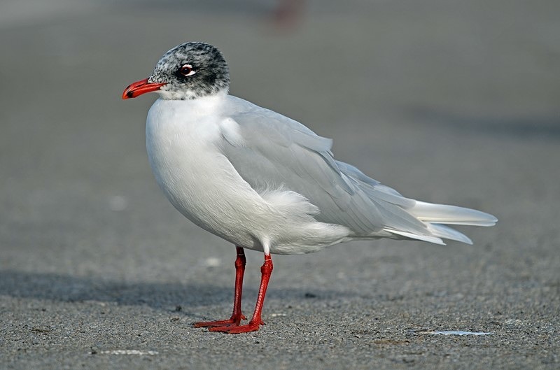 Mediterranean Gull - Gulls