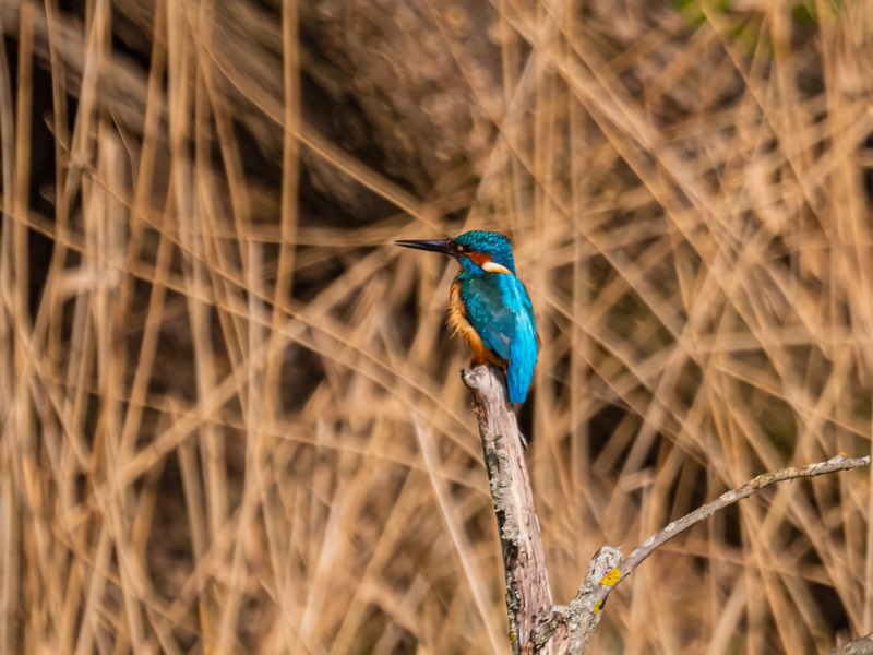 March 2023 - Kingfisher - Photos of the month
