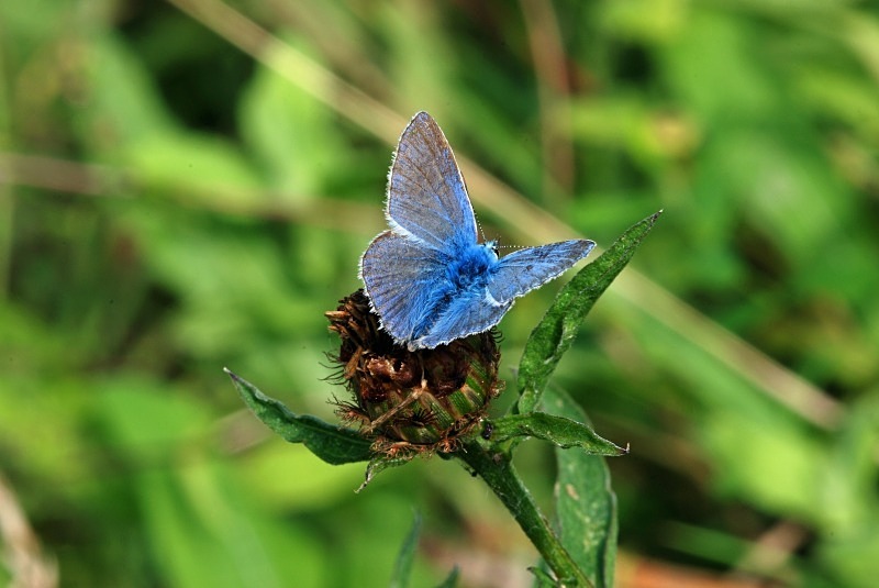 Common Blue - Butterflies