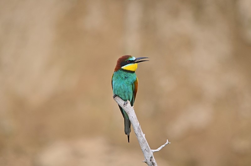 European Bee-eater - Bulgaria