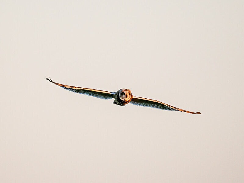 Short-eared Owl - Latest photos