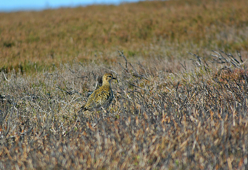 Golden Plover - Plovers
