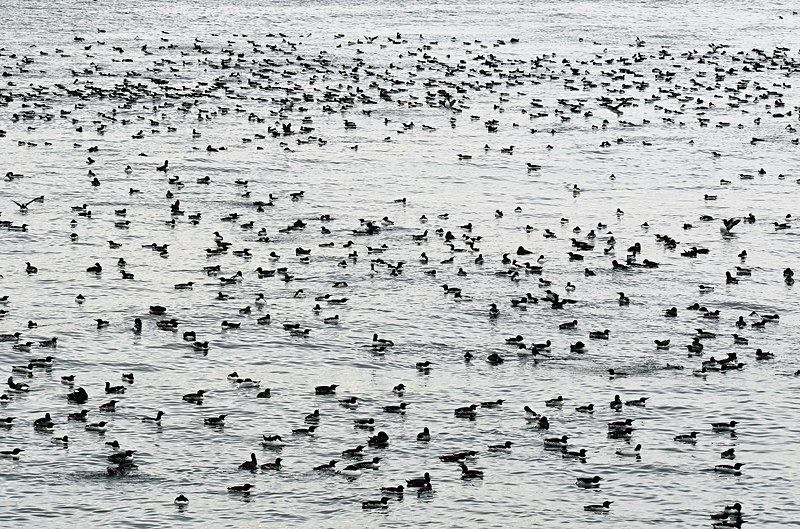 Auk 'raft', Hornøya, Barents Sea, Troms og Finnmark, Norway - North Norway