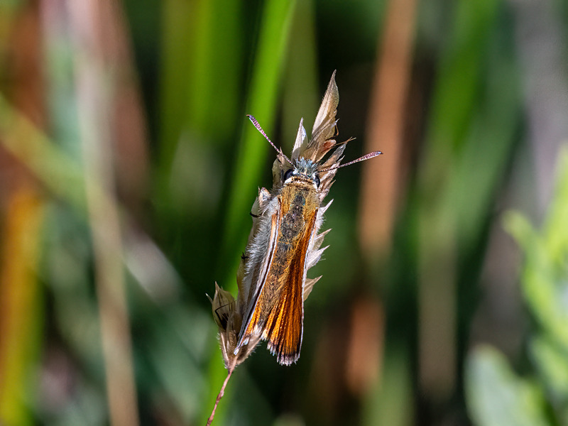 Small Skipper - Latest photos