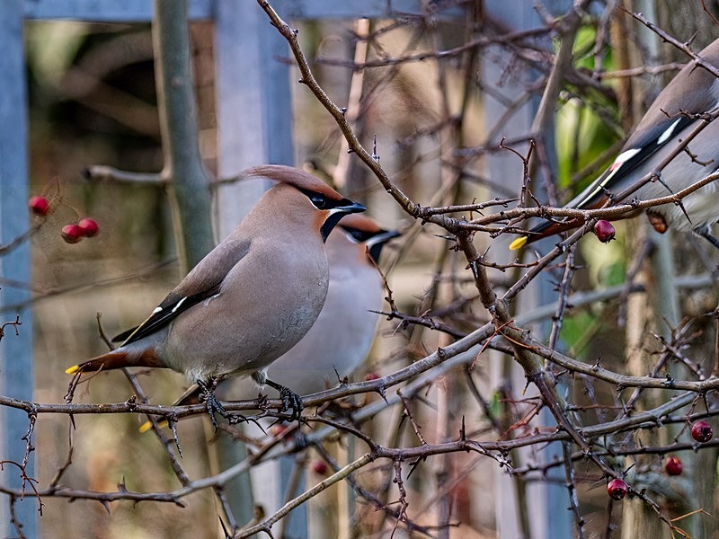Waxwing - Latest photos