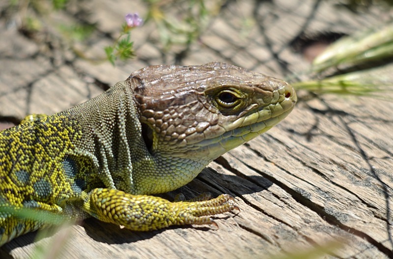 Ocellated Lizard - South and west Spain - April and May 2012