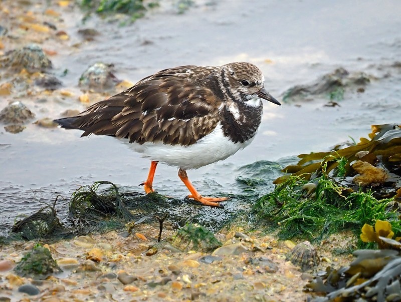 Turnstone - Sandpipers