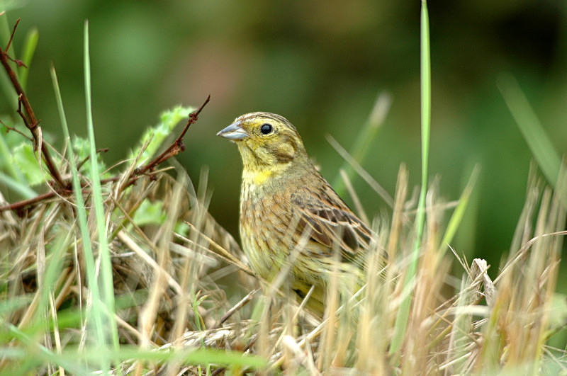 Yellowhammer - Buntings