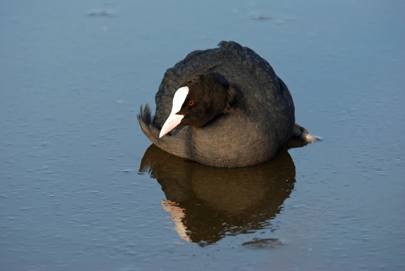 Coot - Crakes and rails