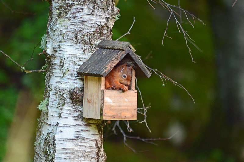 Red Squirrel - Red Squirrels