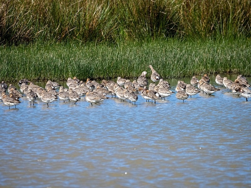 Black-tailed Godwits - Sandpipers