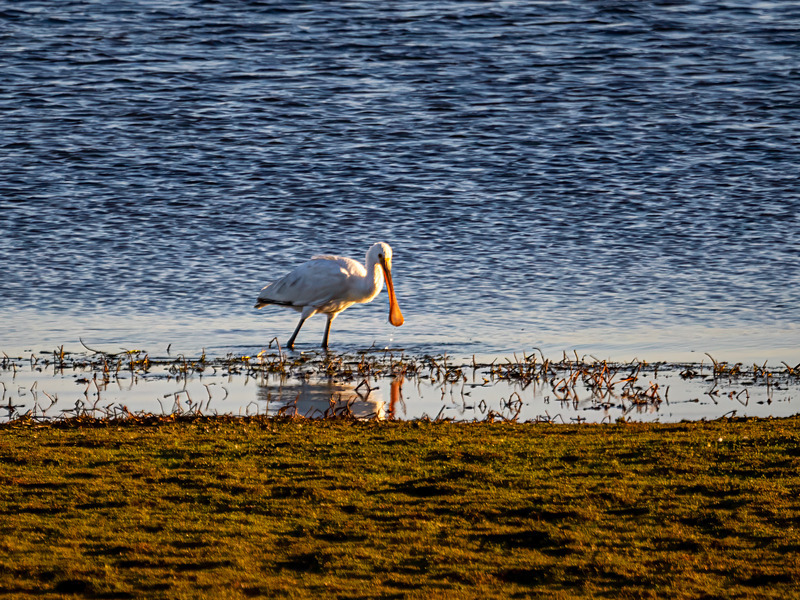 Spoonbill - Latest photos