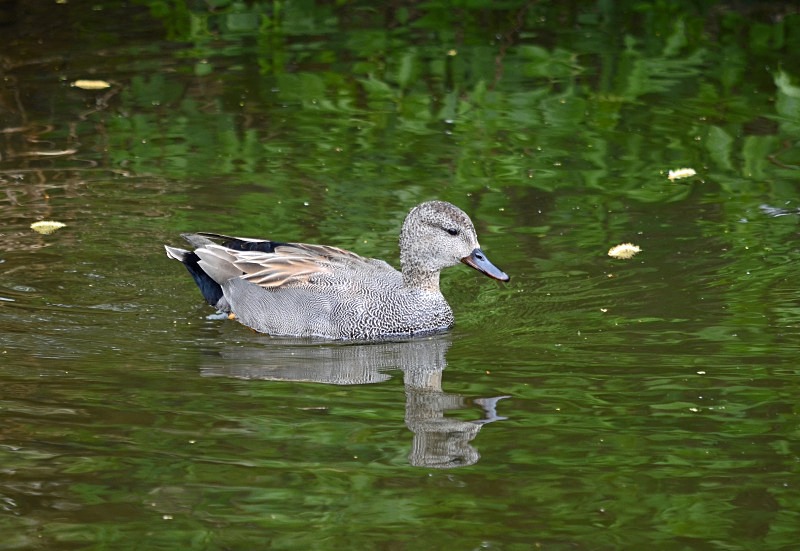 Gadwall - Dabbling ducks