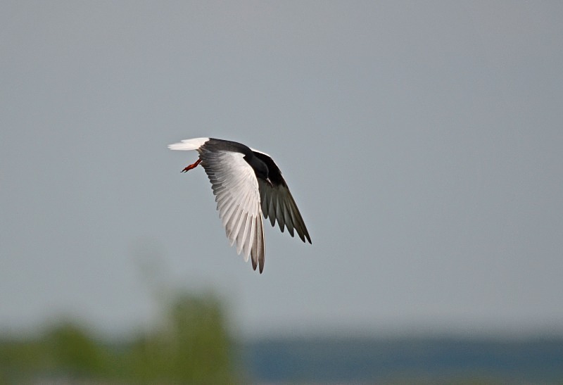 White-winged Black Tern - North east Poland - May 2013