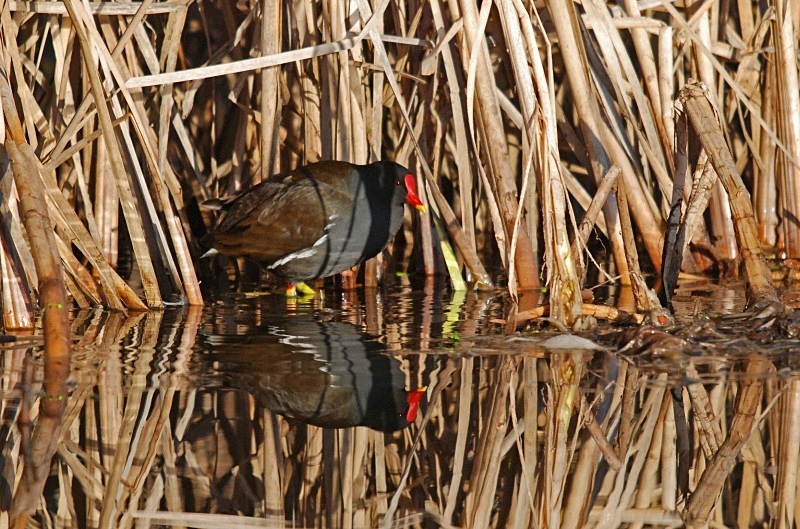 Moorhen - Crakes and rails