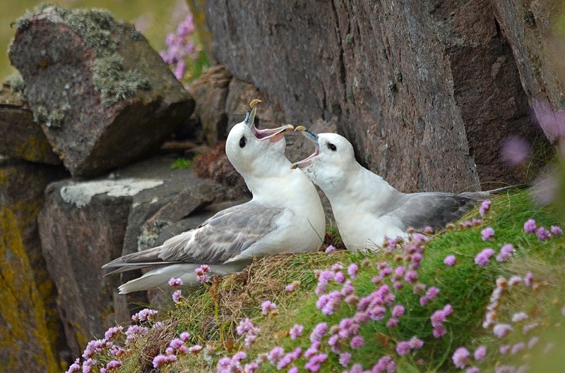 Fulmars - Fulmars