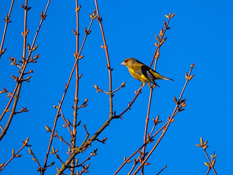Greenfinch - Finches