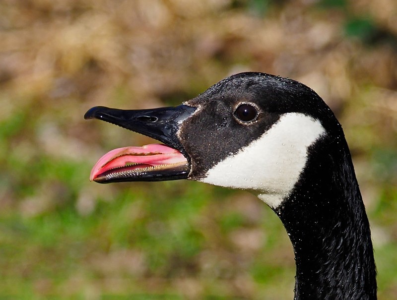 Canada Goose - Black geese
