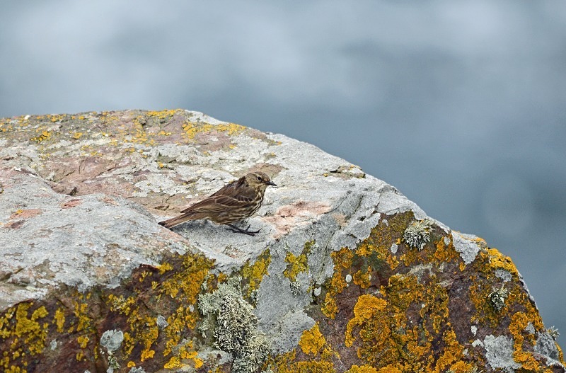 Rock Pipit - Pipits