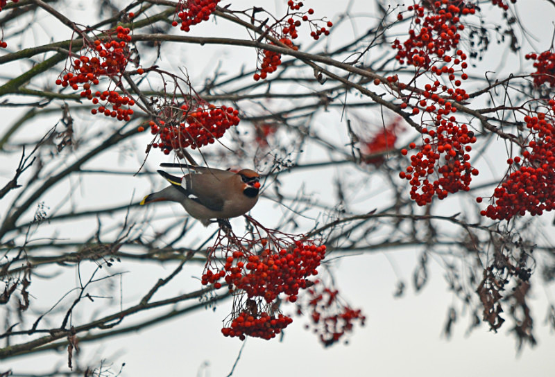 Waxwing - Waxwings