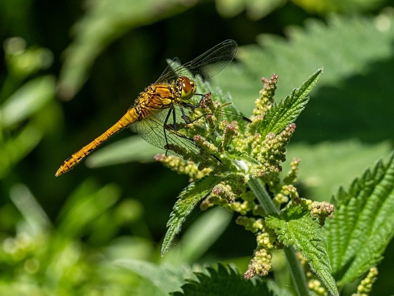 Ruddy Darter - Dragonflies and damselflies
