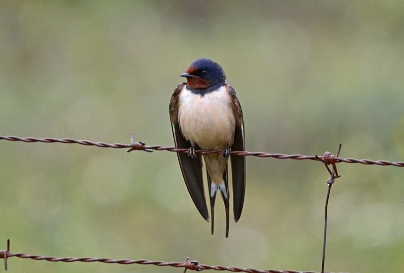 Swallow - South and west Spain - April and May 2012