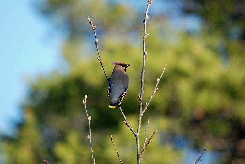 Waxwing - North Finland and north Norway - May and June 2009