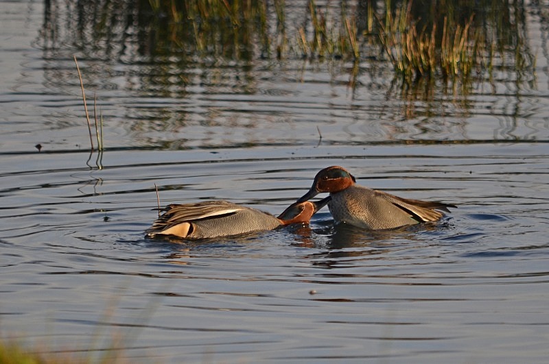 Teal - Dabbling ducks