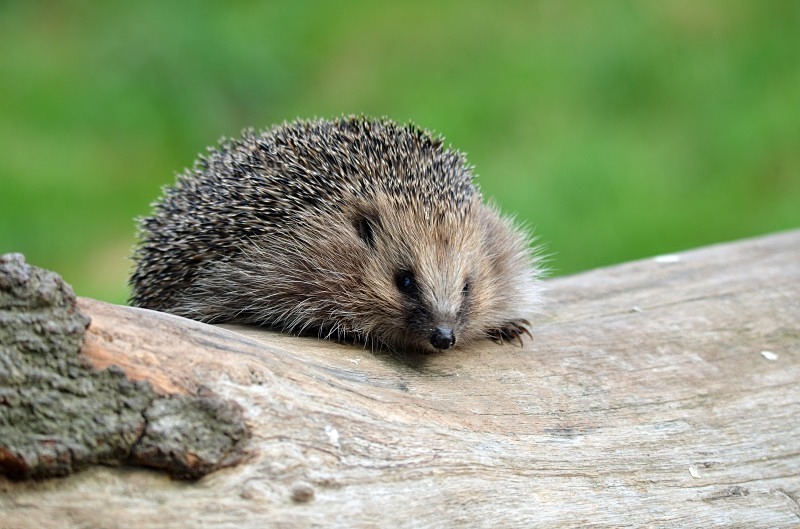 Hedgehog - Hedgehog