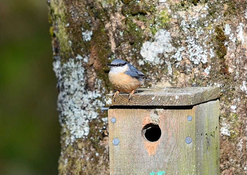 Nuthtach - Nuthatches