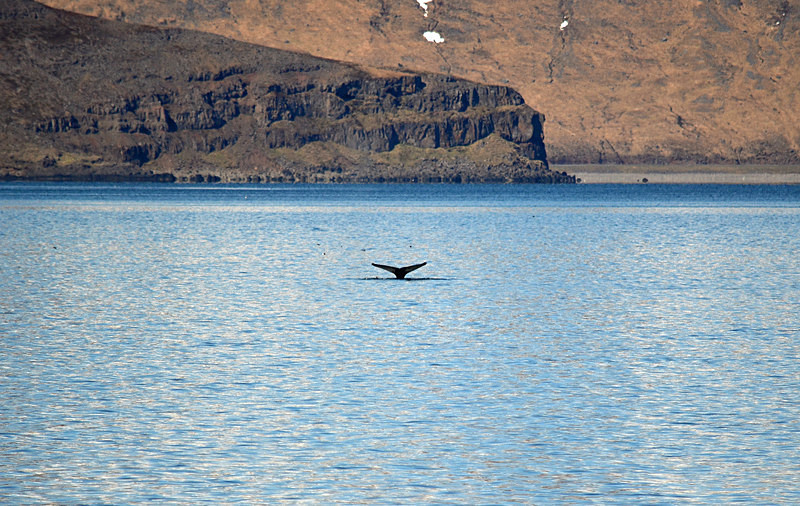 Humpback Whale - Westfjords