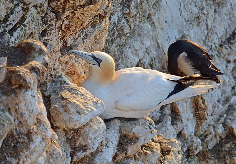 Gannet - Gannets