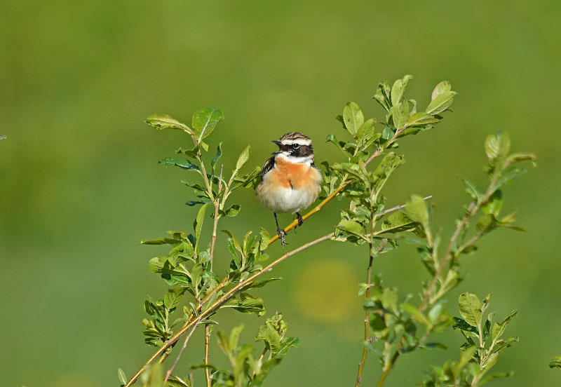 Whinchat - Estonia